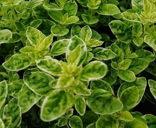 Herb plants, garden ready, 9cm pots lots of choice - Picture 226 of 298