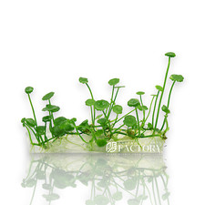 Hydrocotyle Verticillata Tissue Culture Pennywort Aquarium Plants Factory