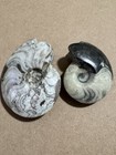 Genuine Polished Ammonite Fossil Pair – Cut & Polished Specimens Mollusk — photo 1