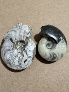 Genuine Polished Ammonite Fossil Pair – Cut & Polished Specimens Mollusk