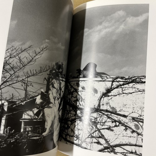 Nobuyoshi Araki “In Ruins” - Imagen 13 de 13