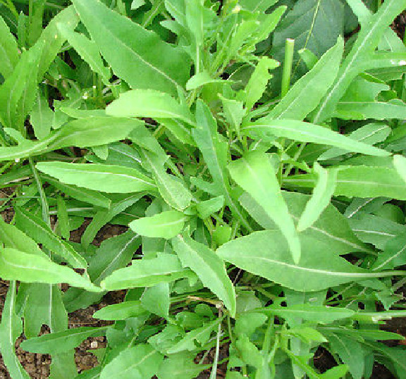 Rúcula de hojas de olivo - Foglia d'Ulivo - 25+ semillas - ¡ESPECIALIDAD! L 065