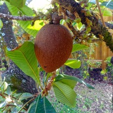 Mamey sapote (Pouteria sapota) - 1 seed