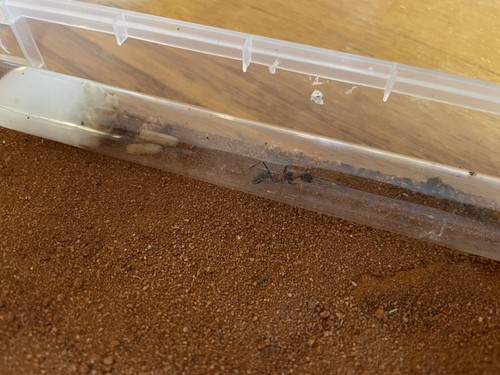 Nigrocincta Queen Ant Gift Voucher (redeemable for Queen Ant) - Picture 3 of 3