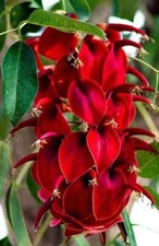 15 Semillas Ceibo (Erythrina crista-galli). Seeds, grain, sementes