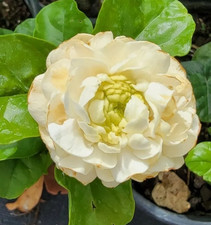 2 Grand Duke of Tuscany Jasmine Fragrant Starter Live Plant~3 TO 5 inches tall