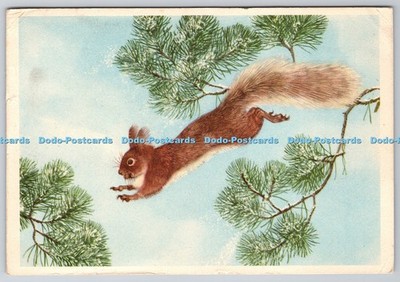 L342376 rotes Eichhörnchen springen Maurice Wilson Royle Publications London 1957