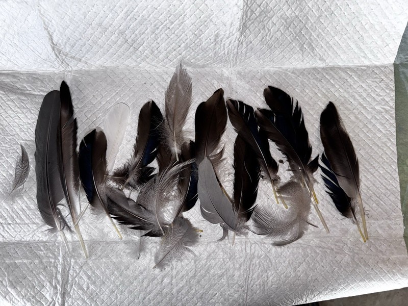 Assorted Loose Craft real Duck Feathers Lot - Black Gray White Blue