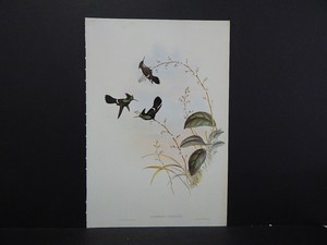 hummingbirds reproduction gould sided verreauxi lophornis double john