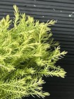 Rheingold  Arborvitae — photo 3