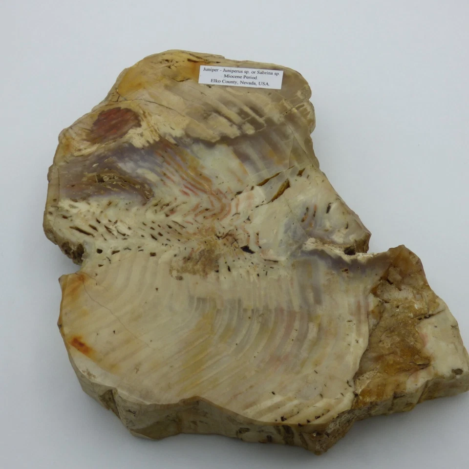 Miocene Petrified Fossil Juniper or Sabrina Wood Nevada USA 18 cm 1.1 kg+ Stand - Image 3 of 4