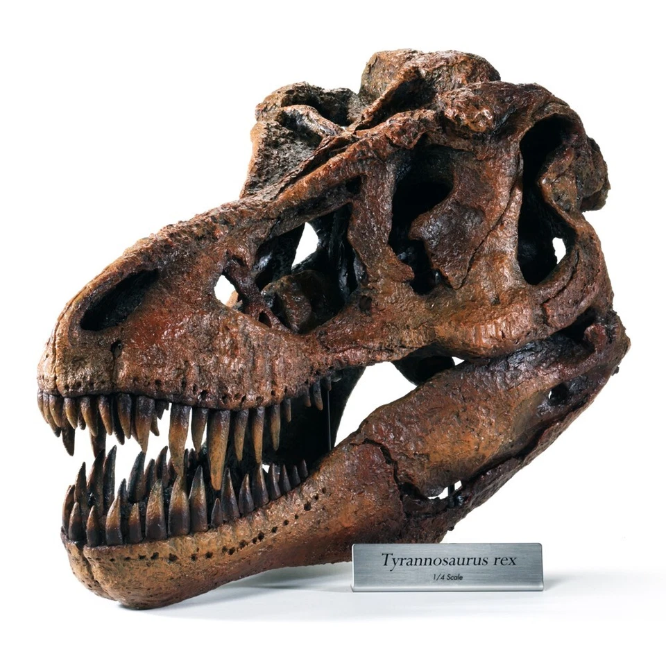 Tyrannosaurus T.rex T-rex Dinosaur Skull Model 1/4 Scale Replica by DinoStoreus - Image 2 of 2