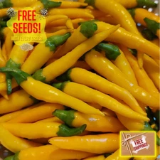 Fresh Yellow Bedder Pepper Seeds |Hot | Heirloom Non-GMO | Fresh Vegetable Seeds