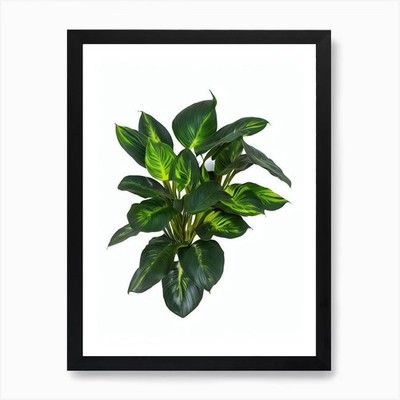 Calathea Pinstripe (Calathea Ornata Framed Wall Art Poster Canvas Print Picture