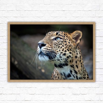 Leopard in freier Wildbahn. Gerahmtes Bild mit Auswahl an Rahmenfarben und Optionen.