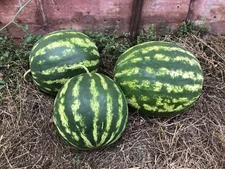 12+ CRIMSON SWEET WATERMELON SEEDS  -- RED ----------- NON GMO -- HEIRLOOM