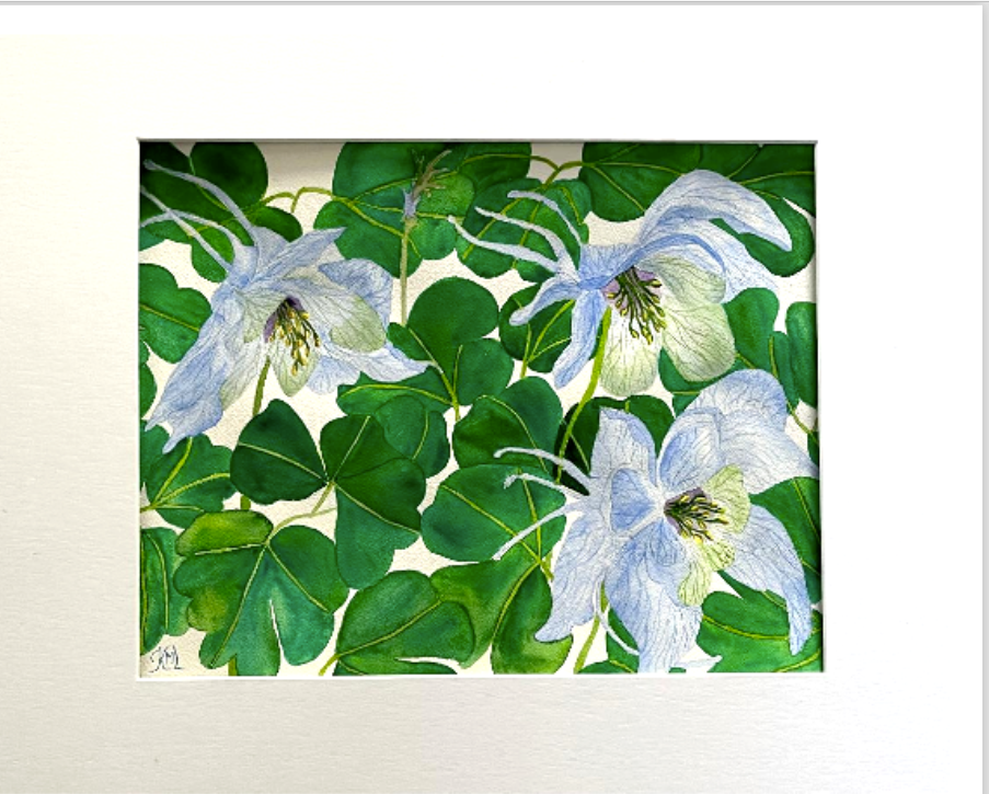 PAINTING WATERCOLOR ORIGINAL ART COLUMBINE 11X14 BLUE PURPLE FLORAL