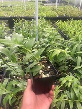 Dendrobium Honohono Fragrant orchid live plant From Hawaii blooming size