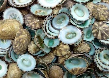 Green Limpet Seashells Sutorria (1 cup approx. +/-200 shells 0.5+ inches)