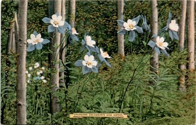 Colorado, Columbines, Aspens, crags, peaks, gulches, cany Postcard