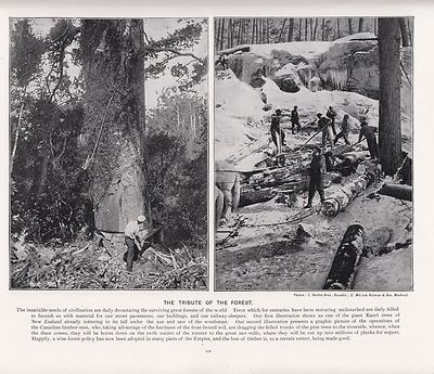 1897 Viktorianisch Aufdruck ~ Felling Kauri Tree New Zealand ~ Canadian Lumber
