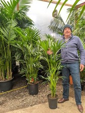 1x4.5-5ft Kentia Palm Tree Indoor Office Large Premium Quality free Plant Feed