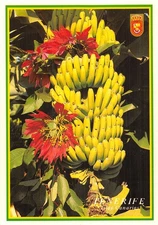 Spain PLATANOS TERIFE CANARY ISLANDS