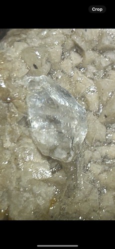 Reptilienfossil mit Heidelbeercalcit Ernte / Museumsauflösung - Bild 6 von 9