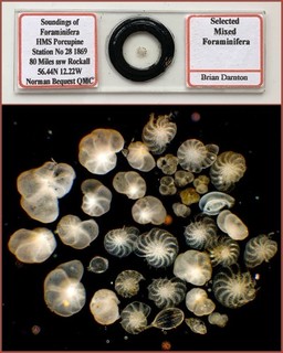 Vintage Brian Darnton Microscope Slide. HMS Porcupine Soundings