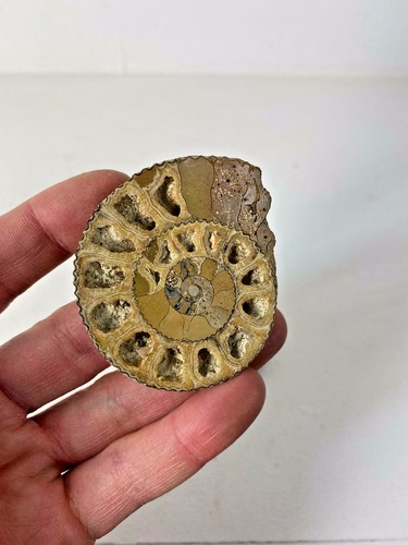 Cretaceous Period Fossil Pair of Ammonite Half's - Picture 2 of 4