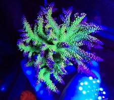 Paletta Pink Tip Acropora * Live Coral Frag * AJs Aquariums