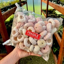 Lot of 100+ Light Pink Sea Urchin Shells Wedding Decor / Air Plant Holders