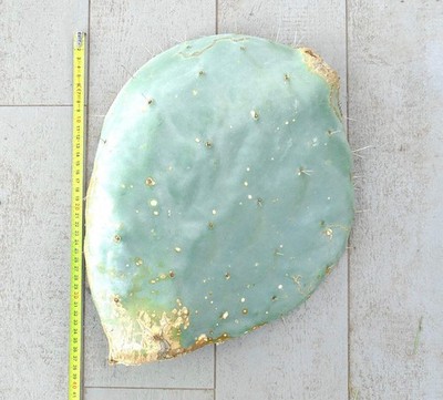 Opuntia rotundifolia UNROOTED 40cm - Round-leaved prickly pear | Rotund prickly