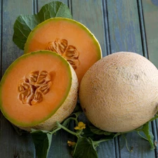 50ct Imperial 45 Cantaloupe Seeds - All American Selections Prize Winning Melon!
