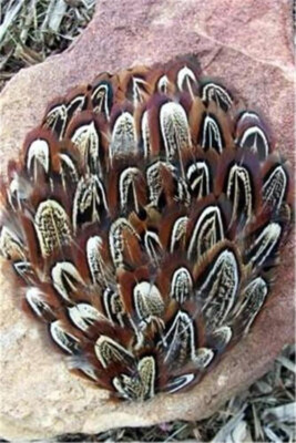 Almond Ringneck Pheasant Decorative Feather Pad  Hats Costumes Sew or Glue on