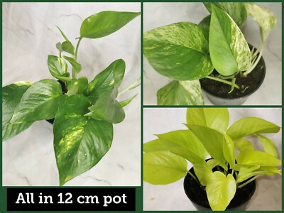 Set Of 3 Epipremnum Ivys Neon Pothos Marble queen & Golden pothos 12cm pots  | eBay