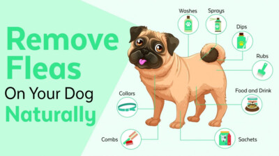Natural Organic Supplement for Dogs - Medium Large