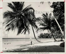 1958 Press Photo Jamaica's North Shore beach with white sand and palm trees.