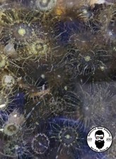 Live Aiptasia Pallida tagetes Anemone Approx 100 Pack 1/2 cup Berghia Food