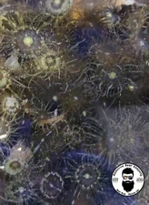 Live Aiptasia Pallida tagetes Anemone Approx 100 Pack 1/2 cup Berghia Food