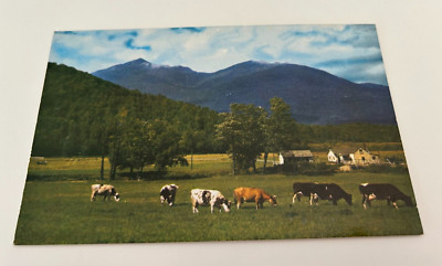 Cows Grazing Scene on Highway Shenandoah Valley Virginia Postcard
