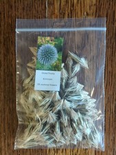 Globe Thistle Seeds, Echinops