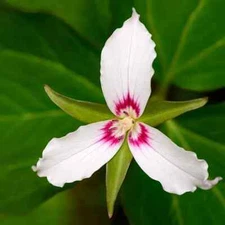 Painted Trillium - Trillium Undulatum Perennial Bare Root Live Garden Plant