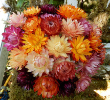 25+ Dried Straw Flower Cream, Orange, Pink, Red Wired Stems, DIY Wedding Bouquet