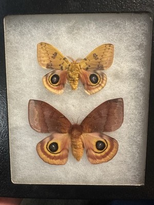 MOUNTED  MOTH / MALE &FEMALE IO MOTHS / WOW!