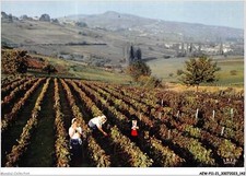 AEWP11-21-0919 - Das malerische Burgund - Weinleser und Weinleserinnen im Layo