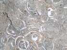 ANCIENT FOSSIL ROCK--UNIQUE & ONE OF A KIND--FROM CALIFORNIA — photo 9