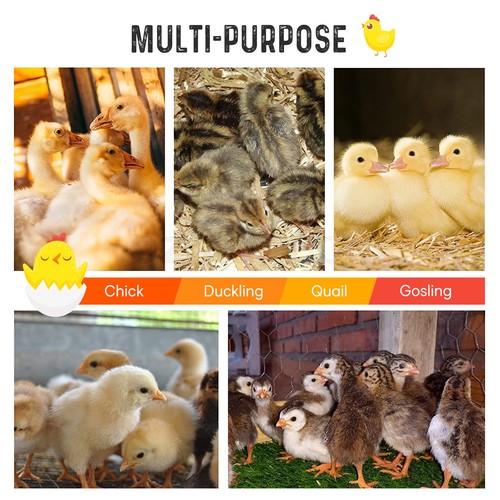 Chick Brooder Heating Plate Warmer Chicken Coop Brooding Heater Poultry Duckling - Picture 44 of 61