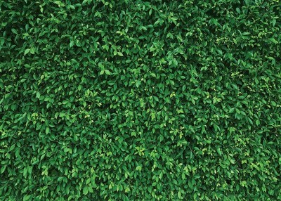 7X5FT Green Leaves Nature Birthday Party CP Pictorial Cloth Photography Backg...