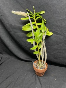 Waldor Orchids | eBay Stores